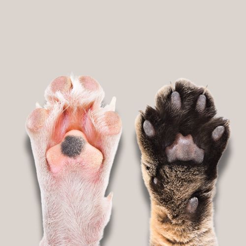 accesorios-para-gatos