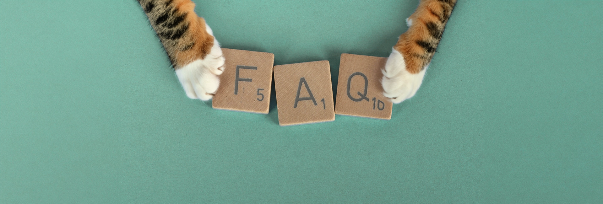 CAEBECERA-faq.webp