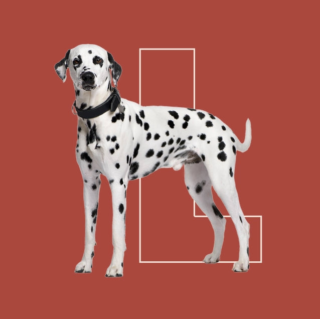 Menú semanal barf para perro grande