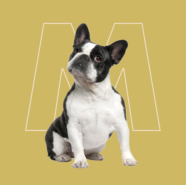 Menú semanal barf para perro mediano