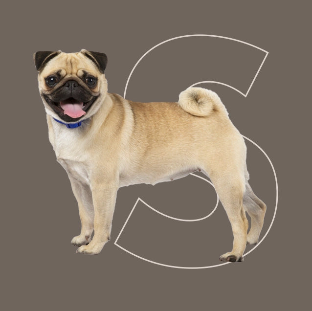 Menú semanal barf para perro pequeño