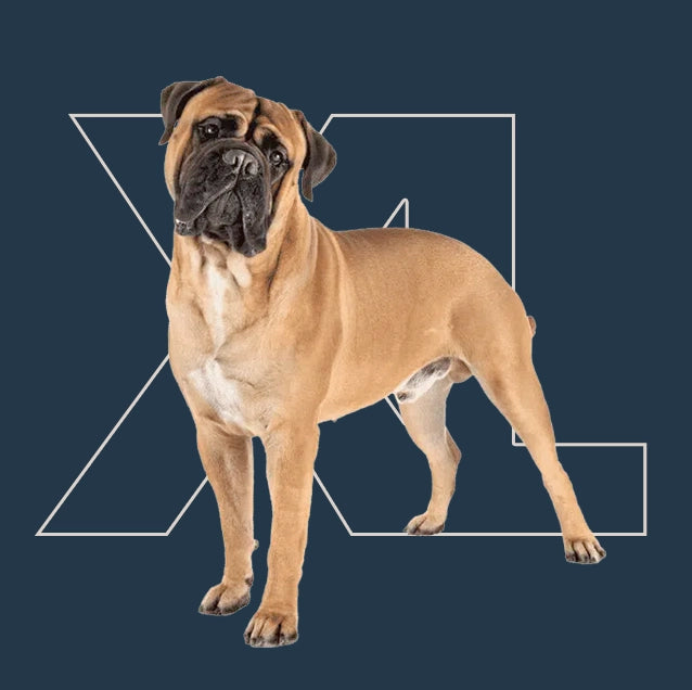 Menú semanal barf para perro xl