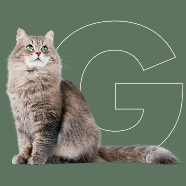 Menú barf semanal para gato