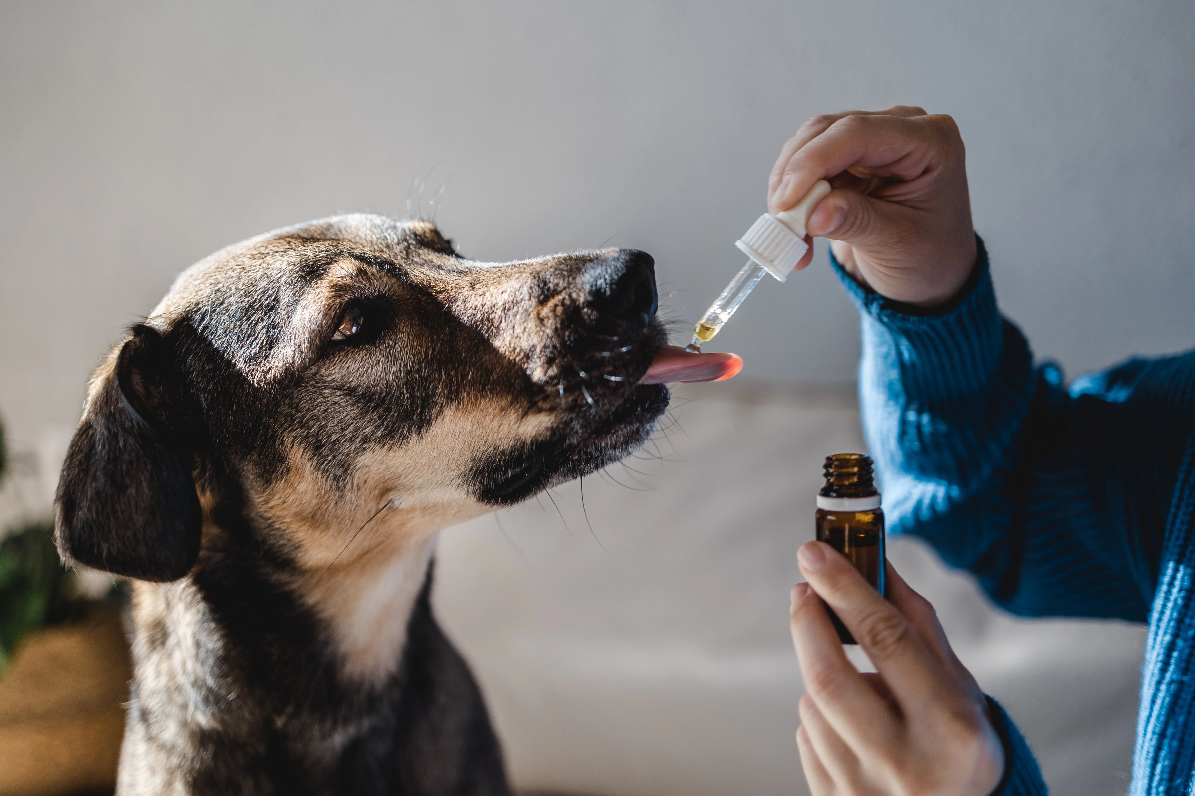 Aceite medicinal para perro y gato