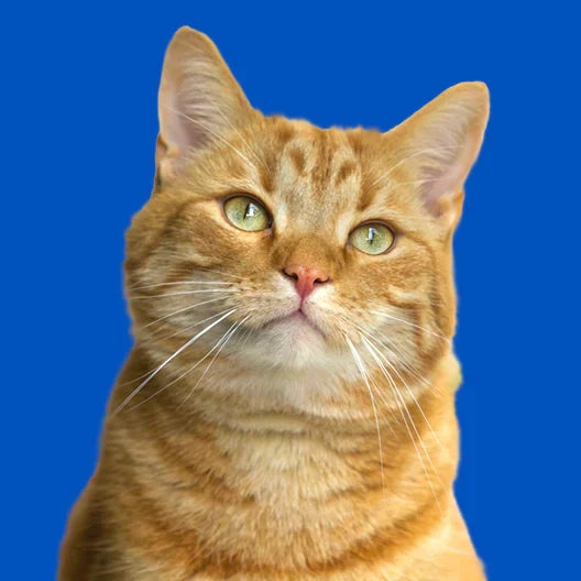 PRIMEROS PASOS CON LA DIETA CRU PARA MI GATO