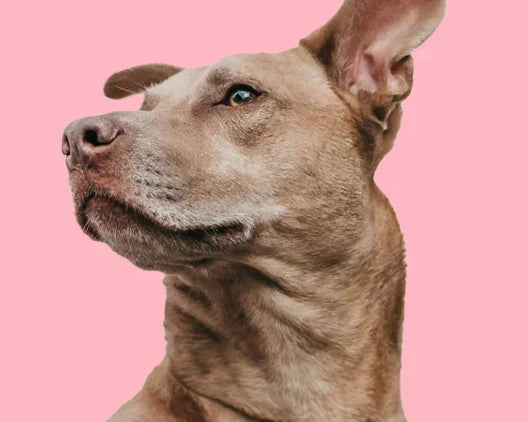 PRIMEROS PASOS CON LA DIETA CRU PARA MI PERRO