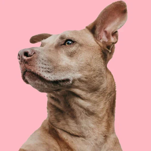 PRIMEROS PASOS CON LA DIETA CRU PARA MI PERRO