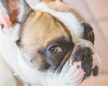 quijote el perro de cru