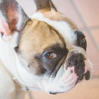 quijote el perro de cru