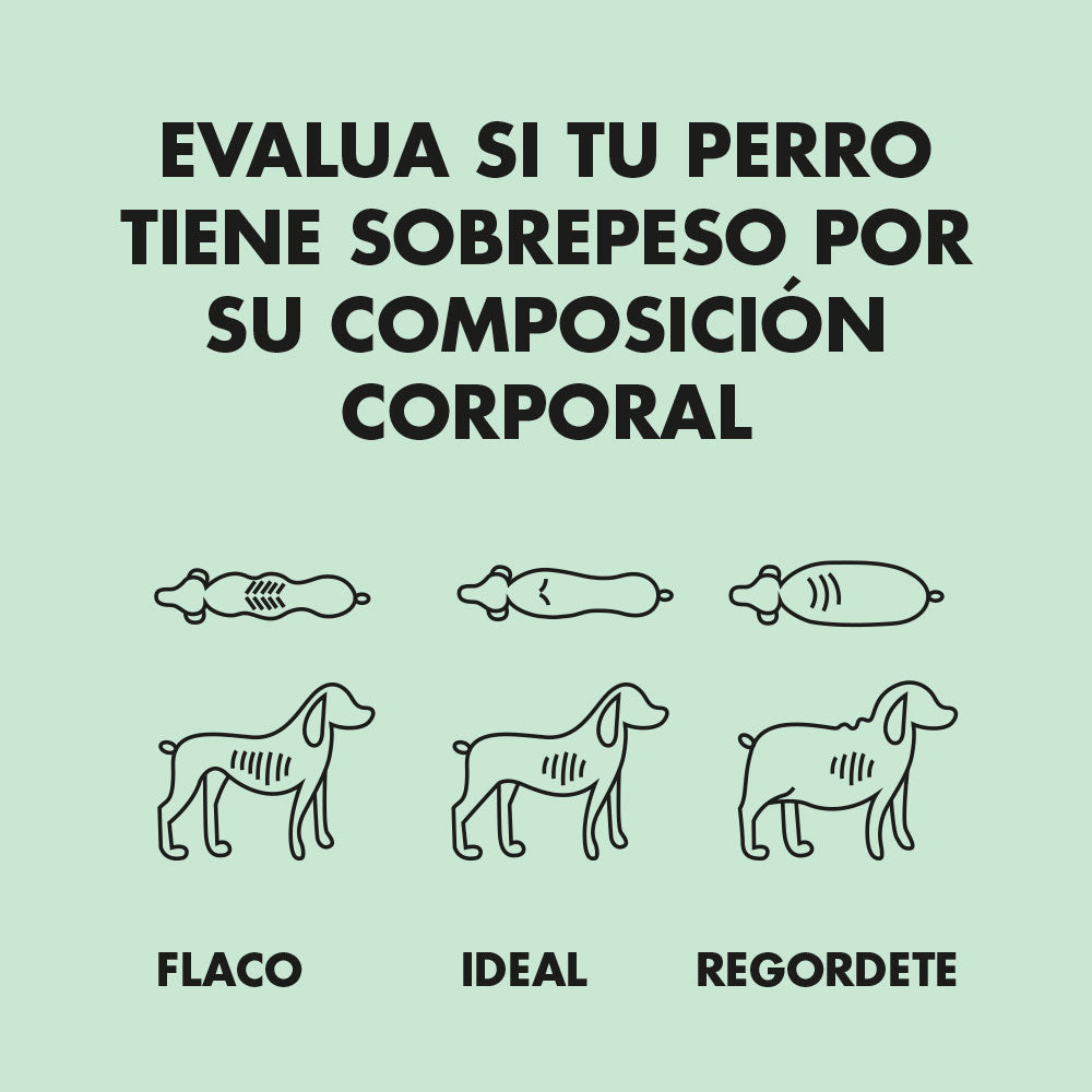 combatir-sobrepeso-en-perros-1