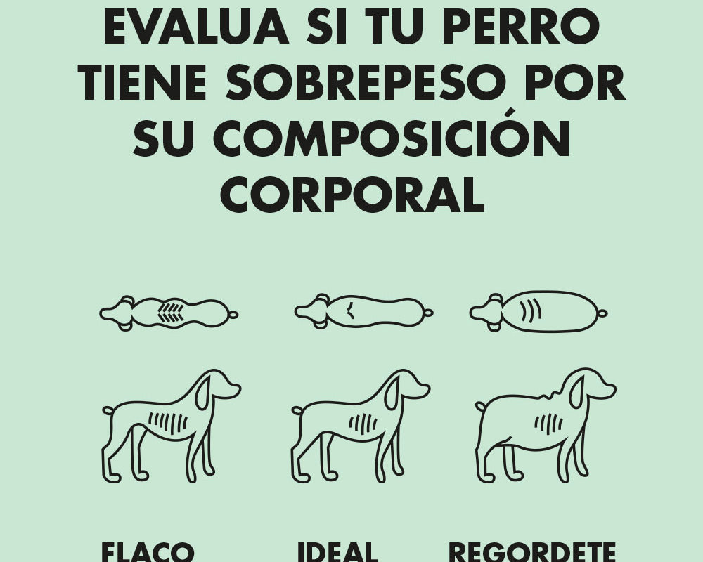 combatir-sobrepeso-en-perros-1