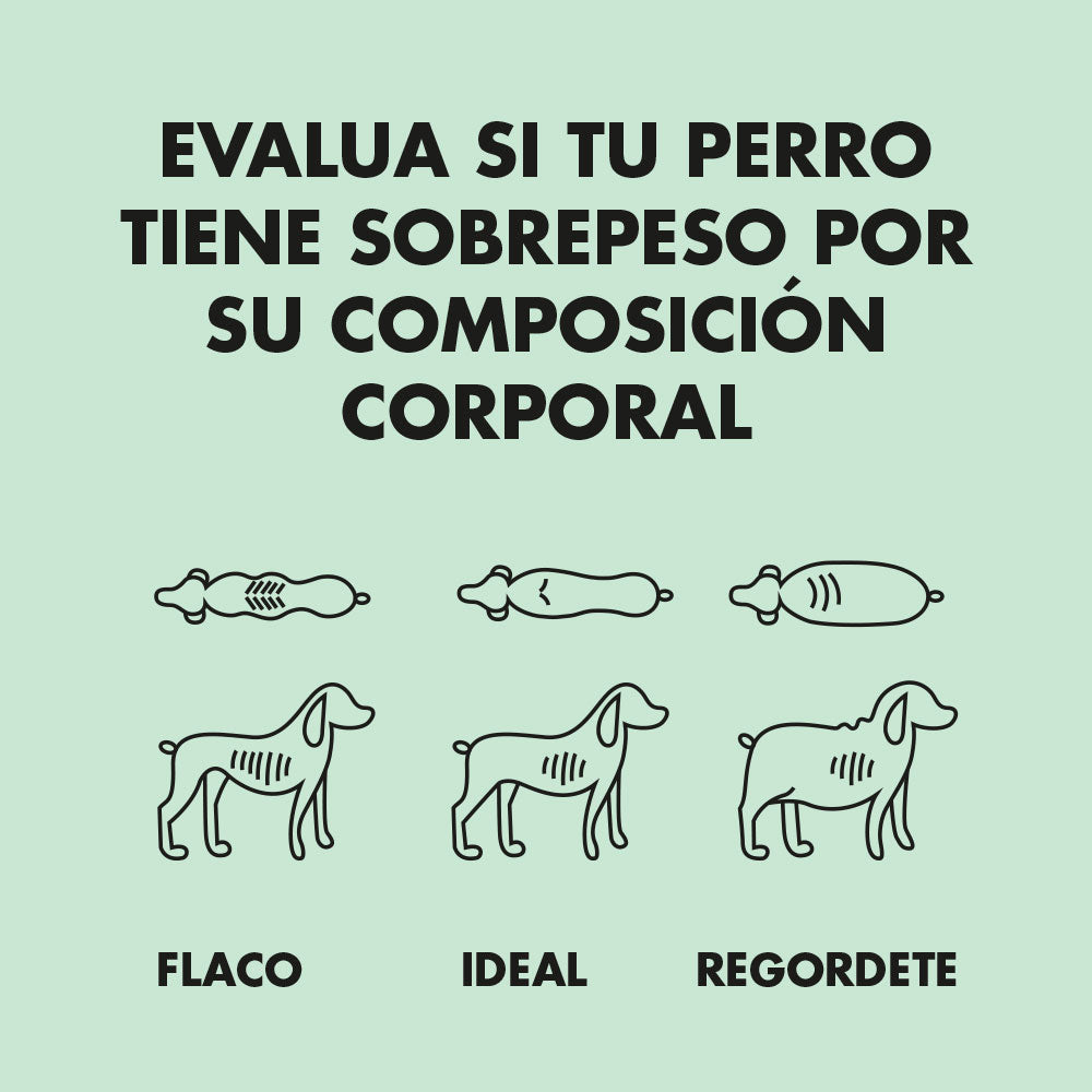 sobrepeso en perros