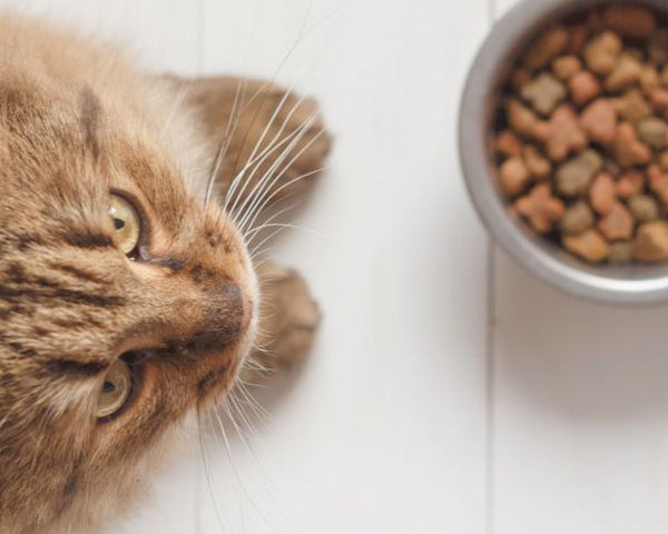 desintoxicacion del pienso en perros y gatos