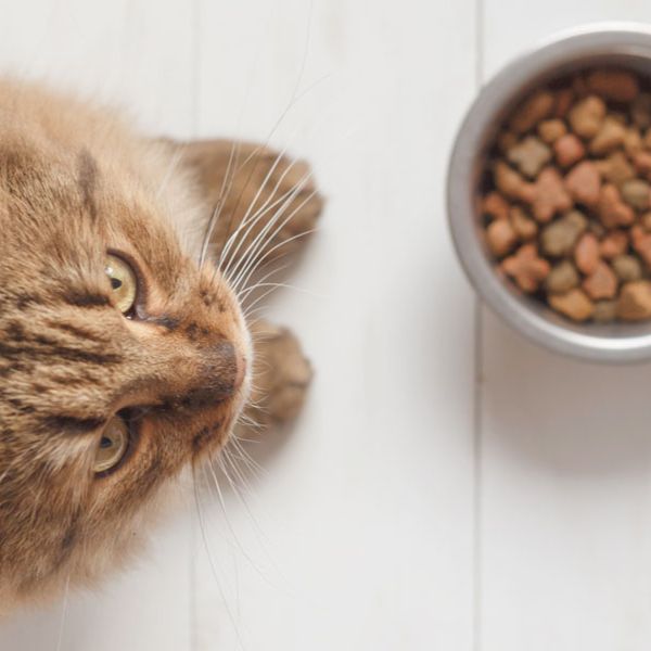 desintoxicacion del pienso en perros y gatos