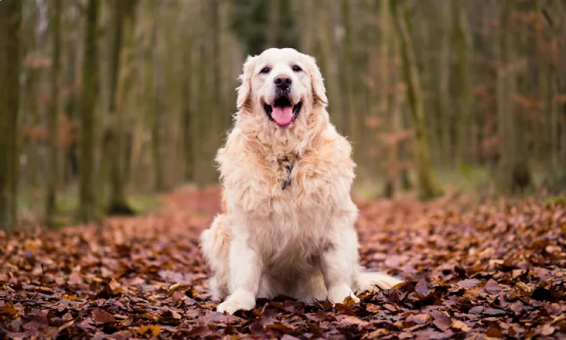 excursiones de otoño con perros
