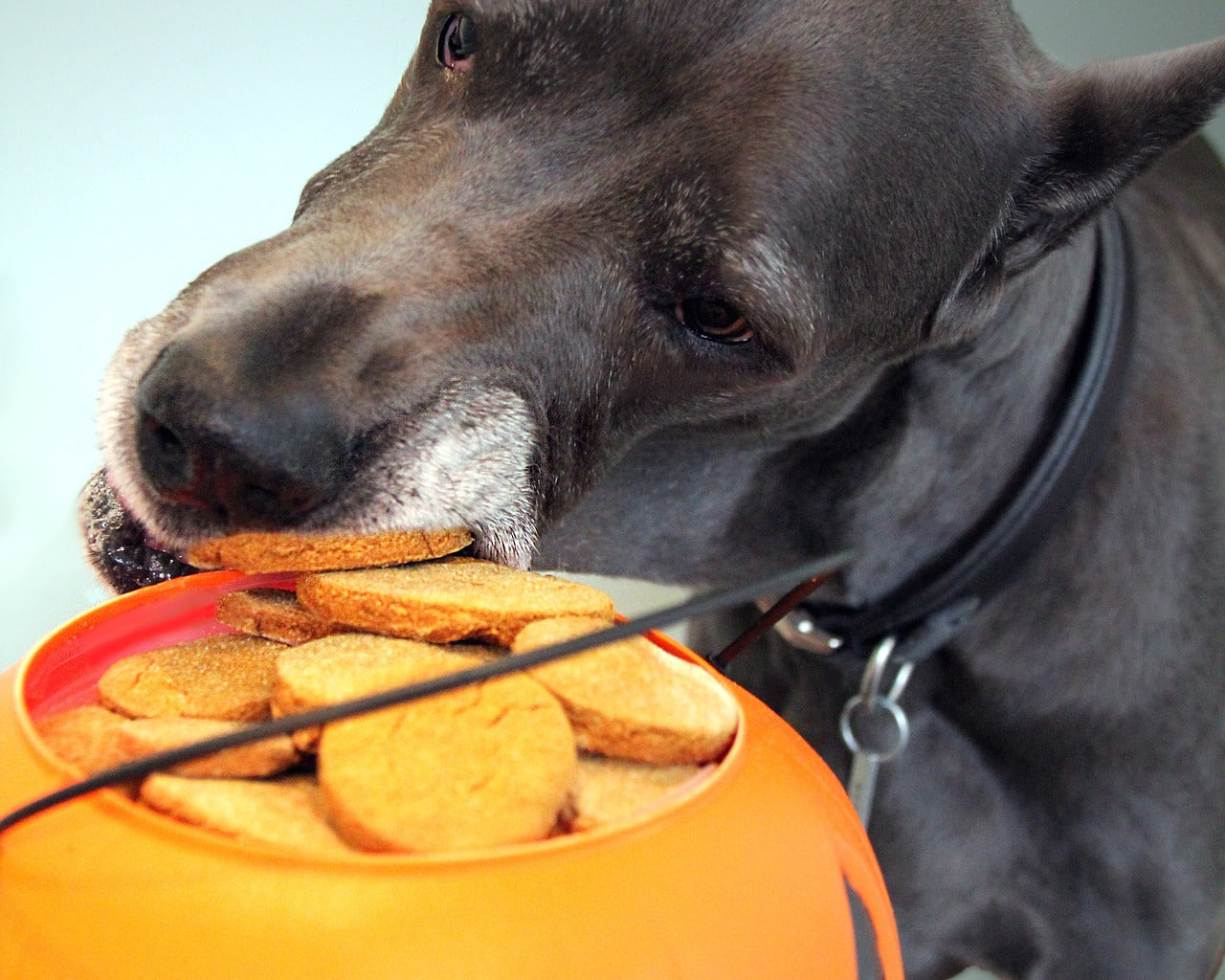 Perro roba galletas