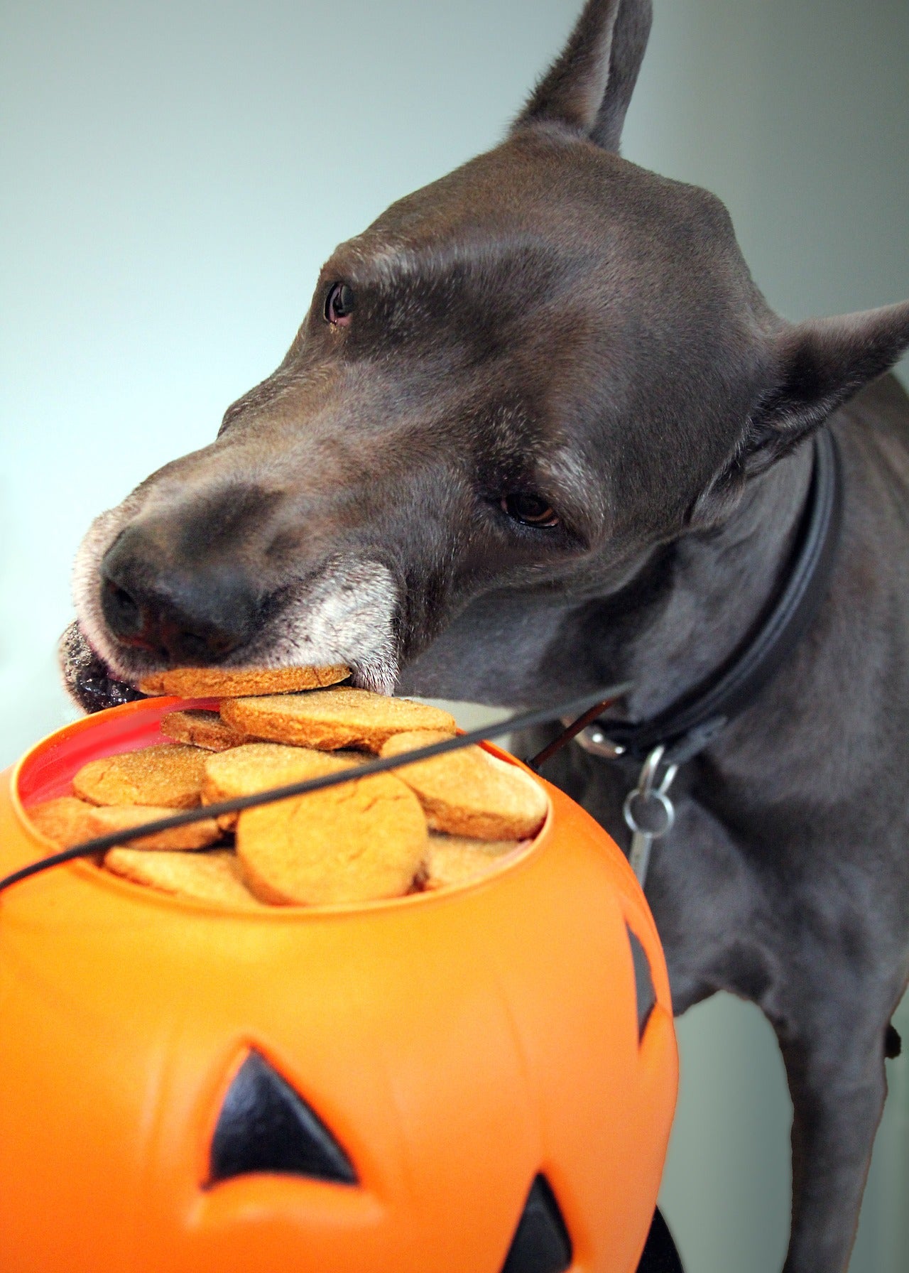 Perro roba galletas