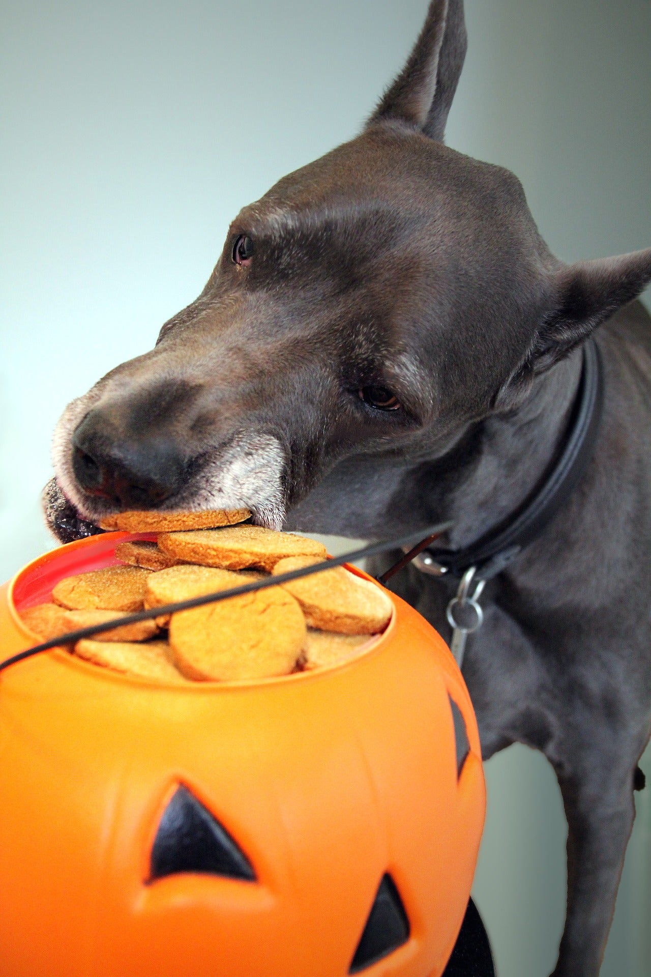 Perro roba galletas