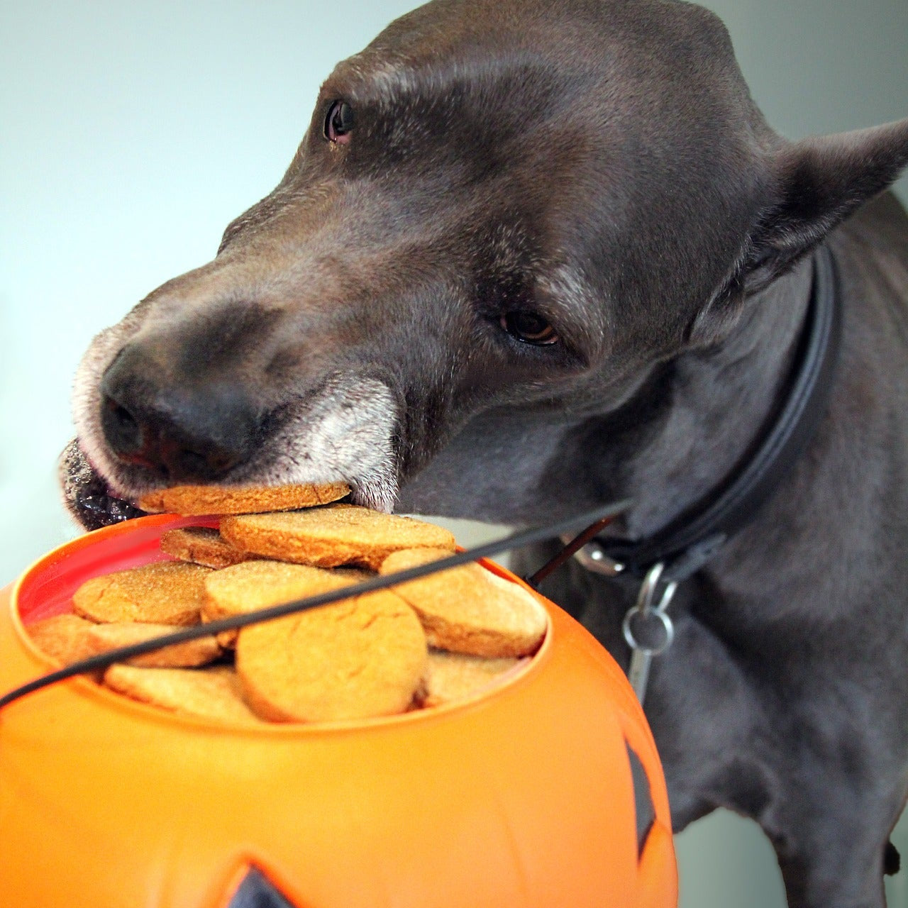 Perro roba galletas