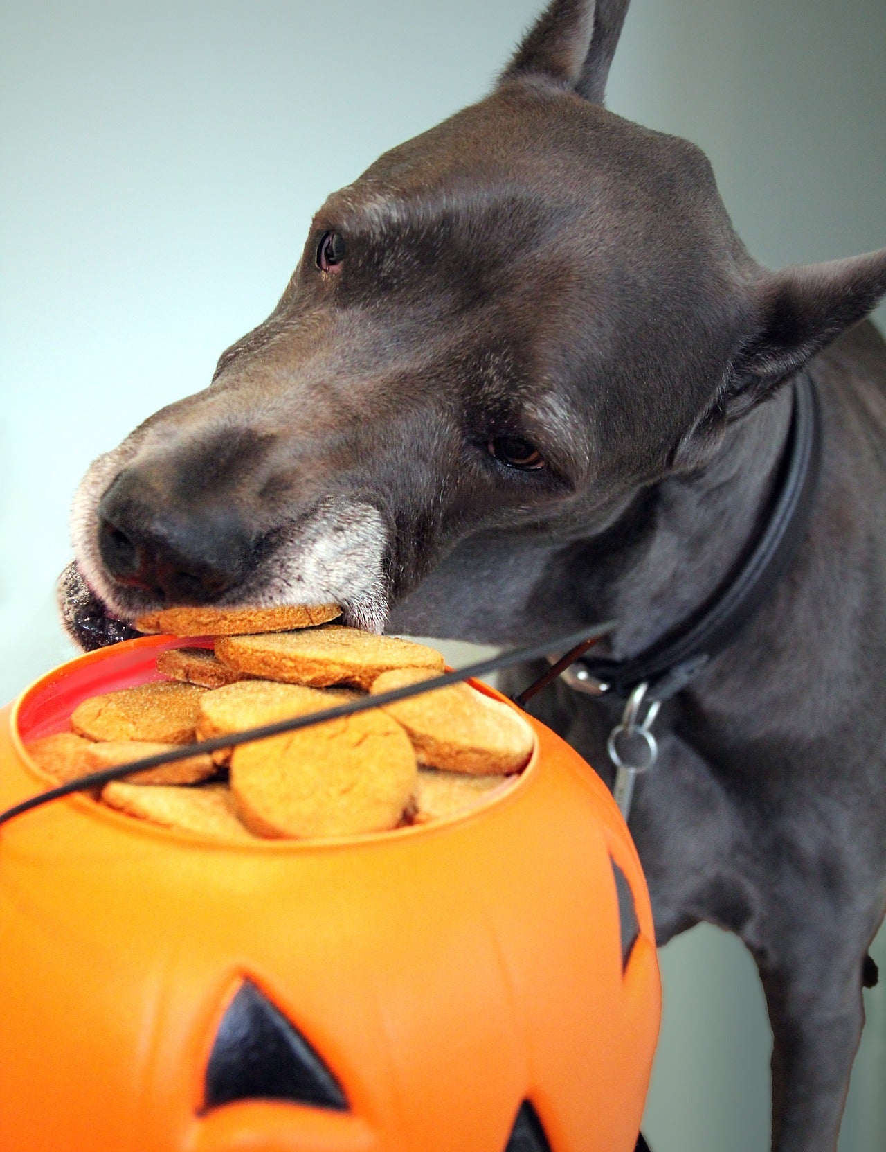 Perro roba galletas