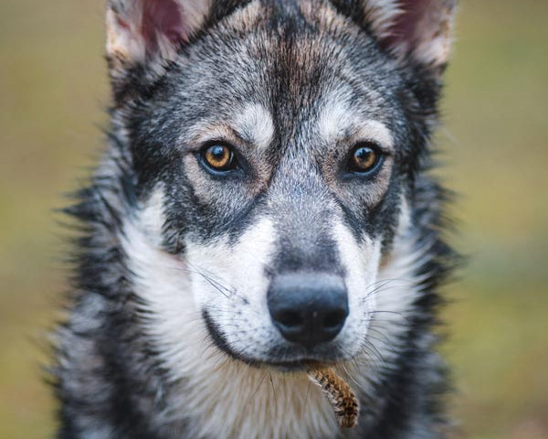 procesionaria peligro para perros