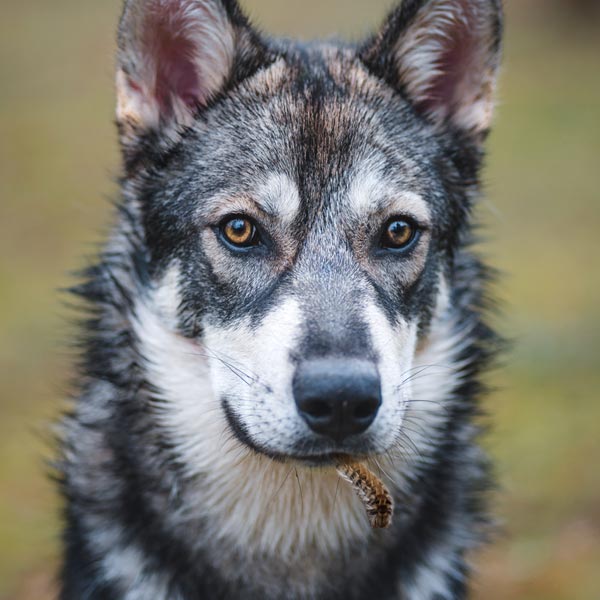 procesionaria peligro para perros