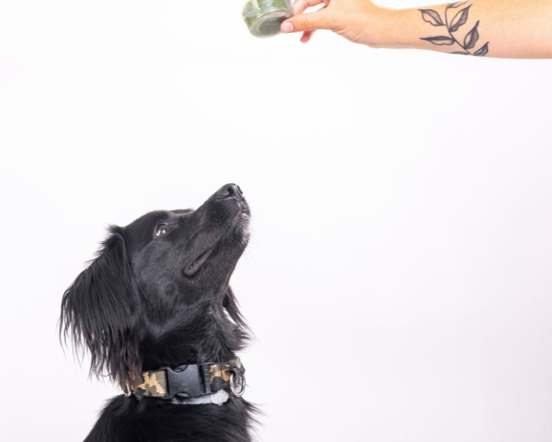 perro-comiendo-helado