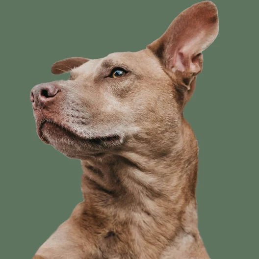 comida-natural-para-perros