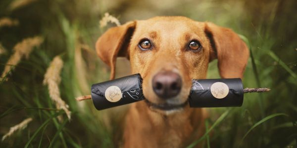Bolsas Caca para perros