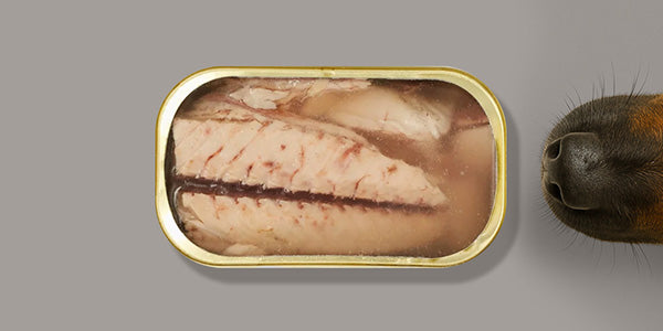 conservas-de-pescado-para-perros
