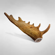 Fallow deer antler dog chew