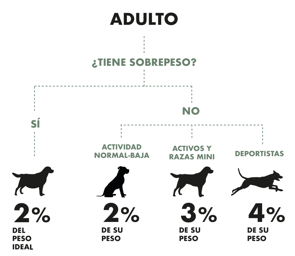 GUIA-PROPORCIONES-PERRO-ADULTOS-1_706d4813-3120-411b-9c06-77e29f2a4da9.png