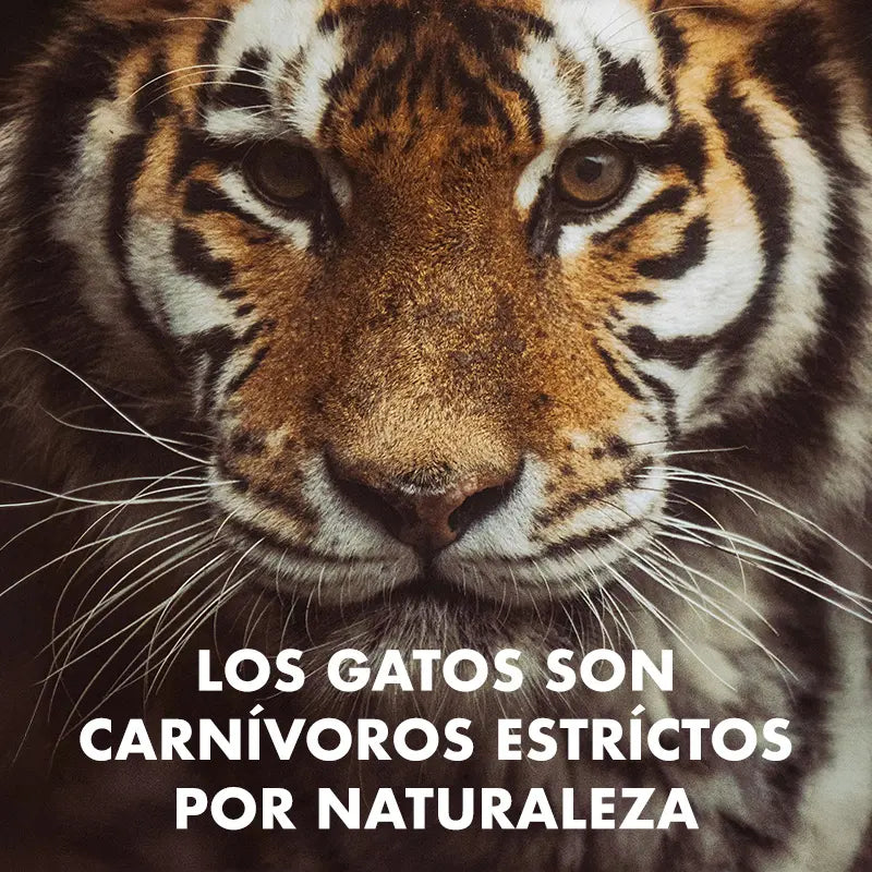 como empezar dieta barf para gatos