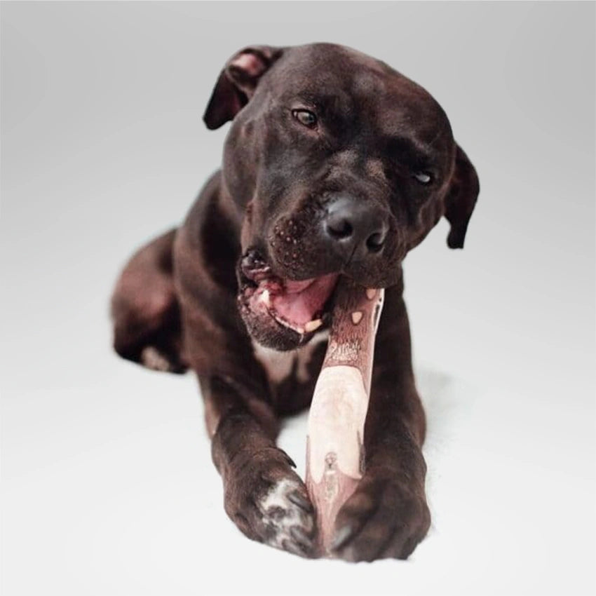 comprar mordedor madera cafe para perro