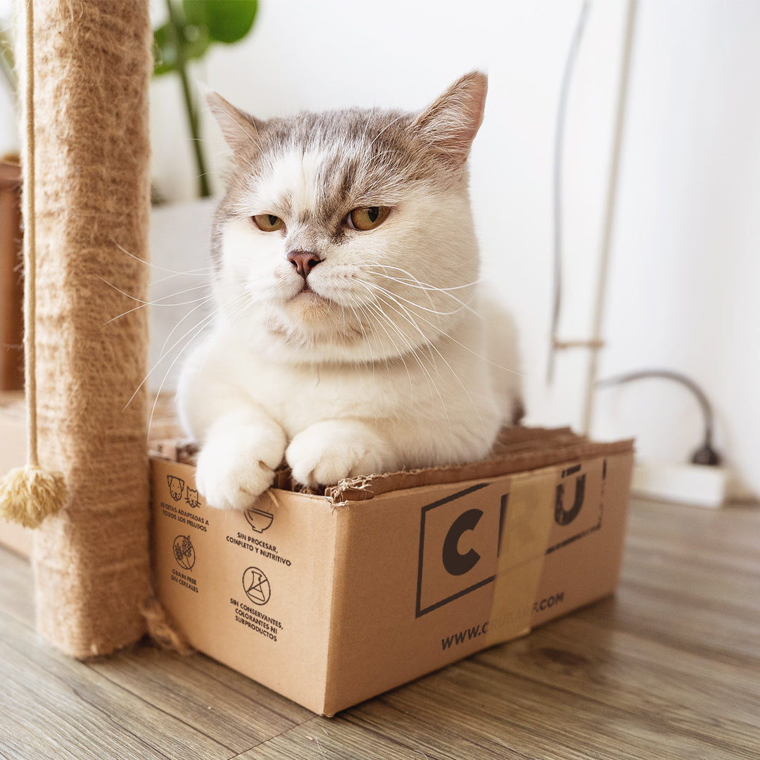 gato-en-caja-crubarf