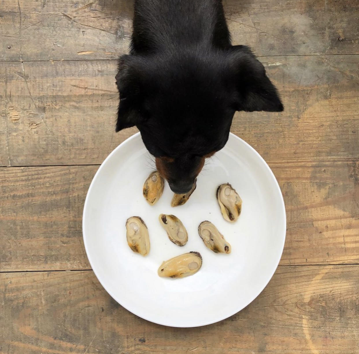 New Zealand green lip mussel