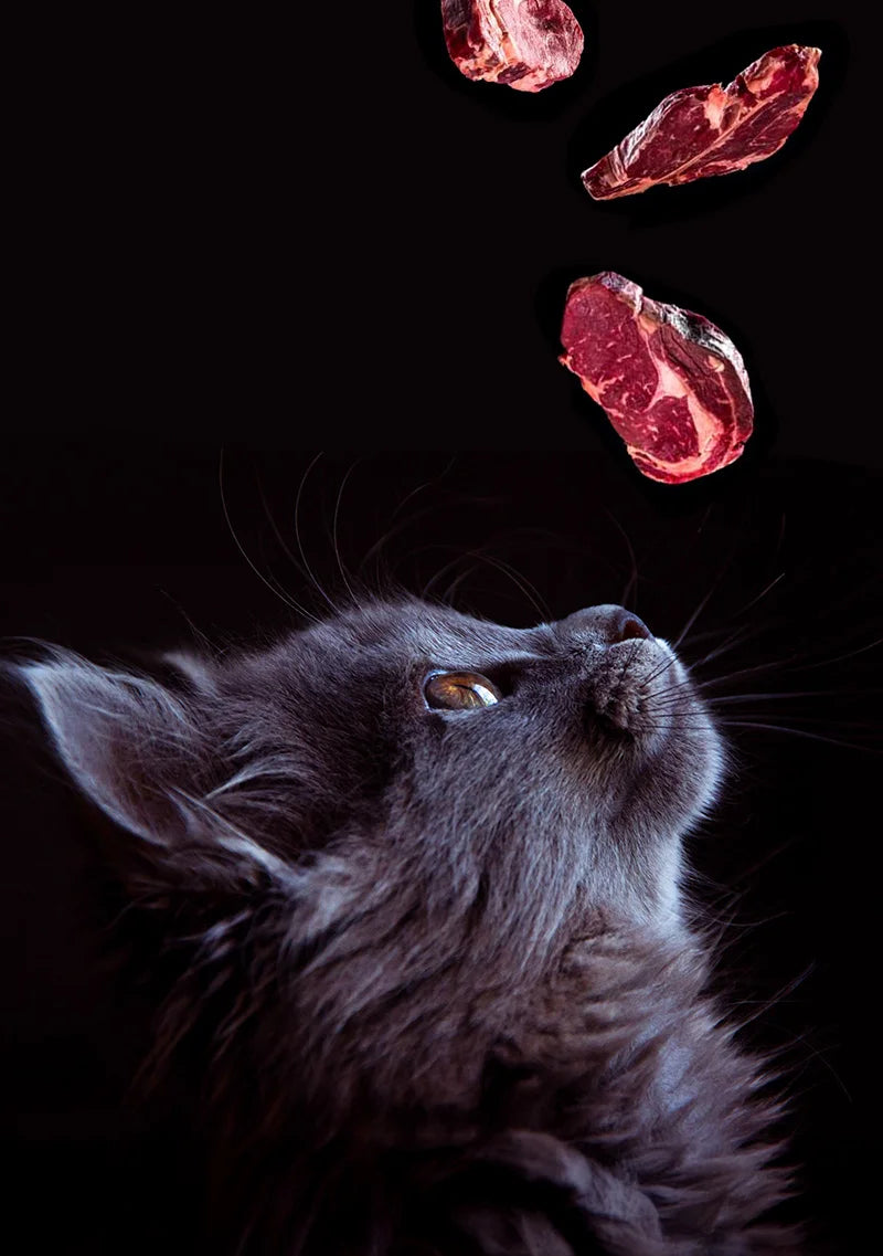 guia paso a paso comienzo barf gatos