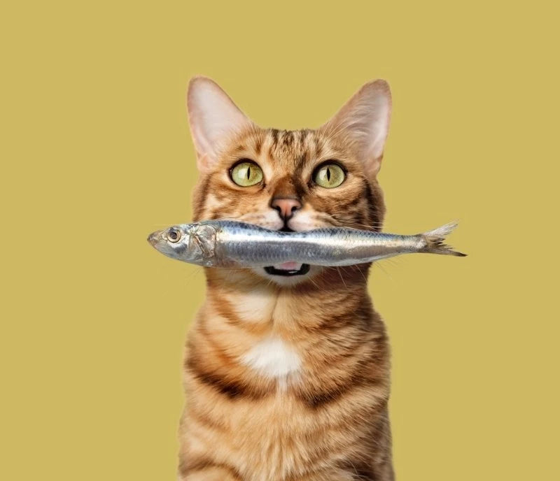 menus dieta barf para gatos