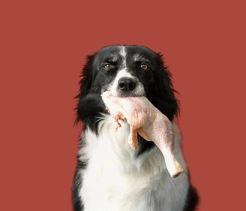 menus dieta barf para perros