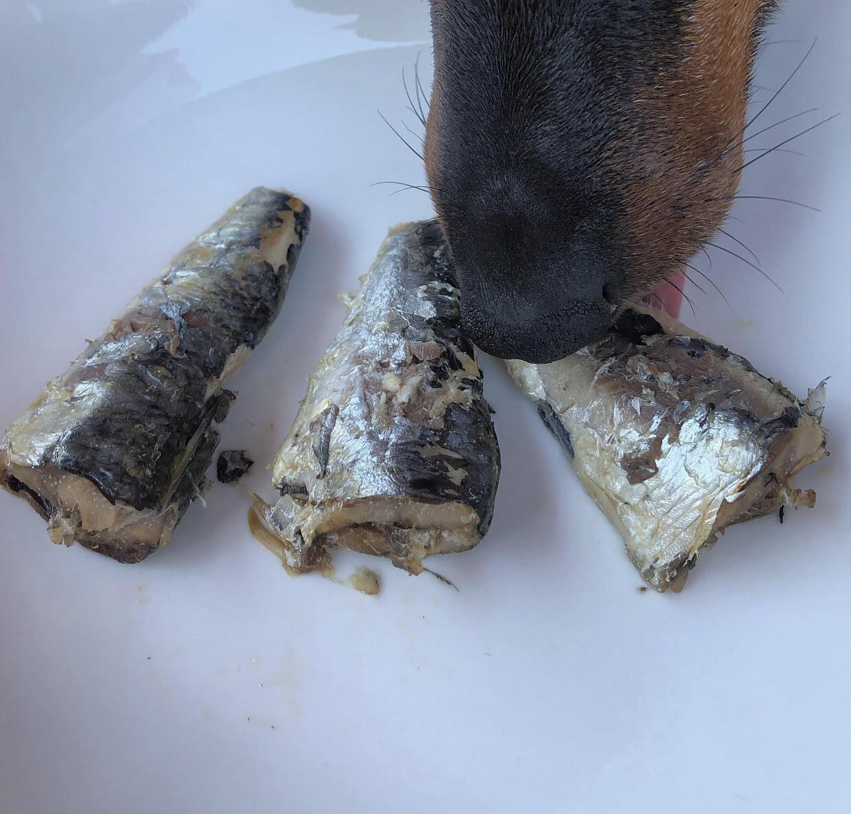 Sardinas para perro