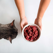gato-comiendo-dieta-barf