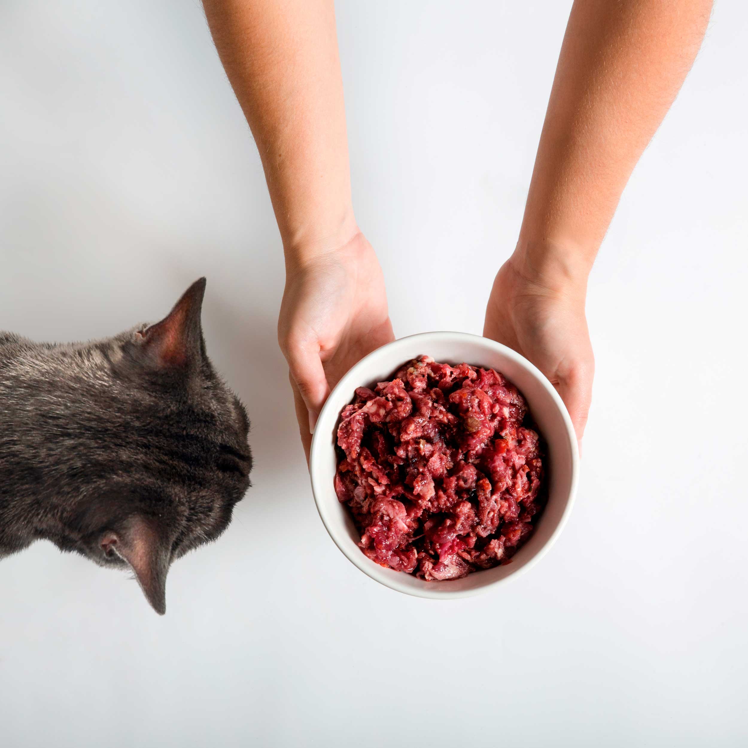 gato-comiendo-dieta-barf