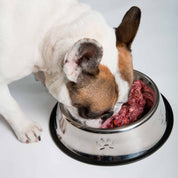 perro-comiendo-dieta-barf